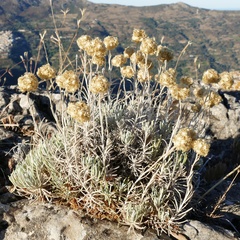 Helichrysum saxatile