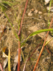 Eragrostis amurensis