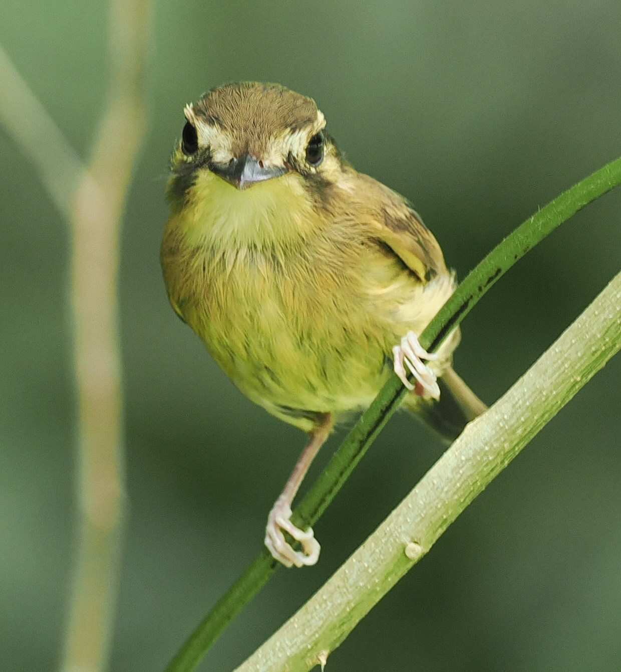 White-throated Spadebill (Platyrinchus mystaceus), photo 3