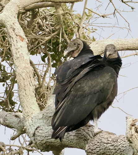 Black Vulture