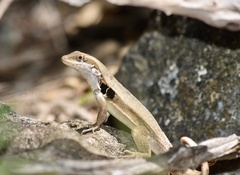 Leiocephalus macropus