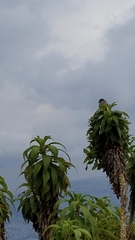 Geospizopsis unicolor