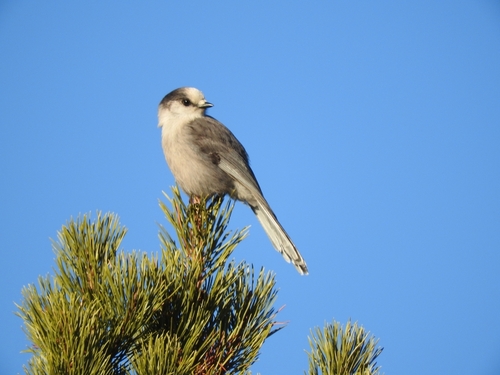 Canada Jay (Perisoreus canadensis), photo 6