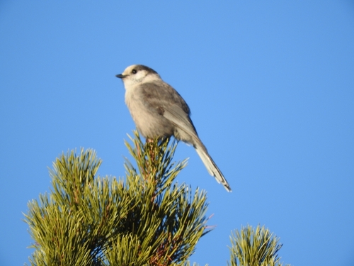 Canada Jay (Perisoreus canadensis), photo 7