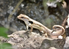 Leiocephalus macropus