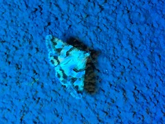 Lepidoptera
