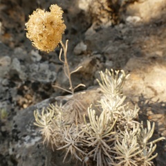 Helichrysum saxatile