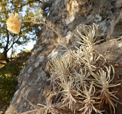 Helichrysum saxatile