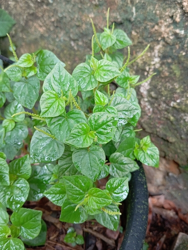 Otra foto de Arbusto brillante