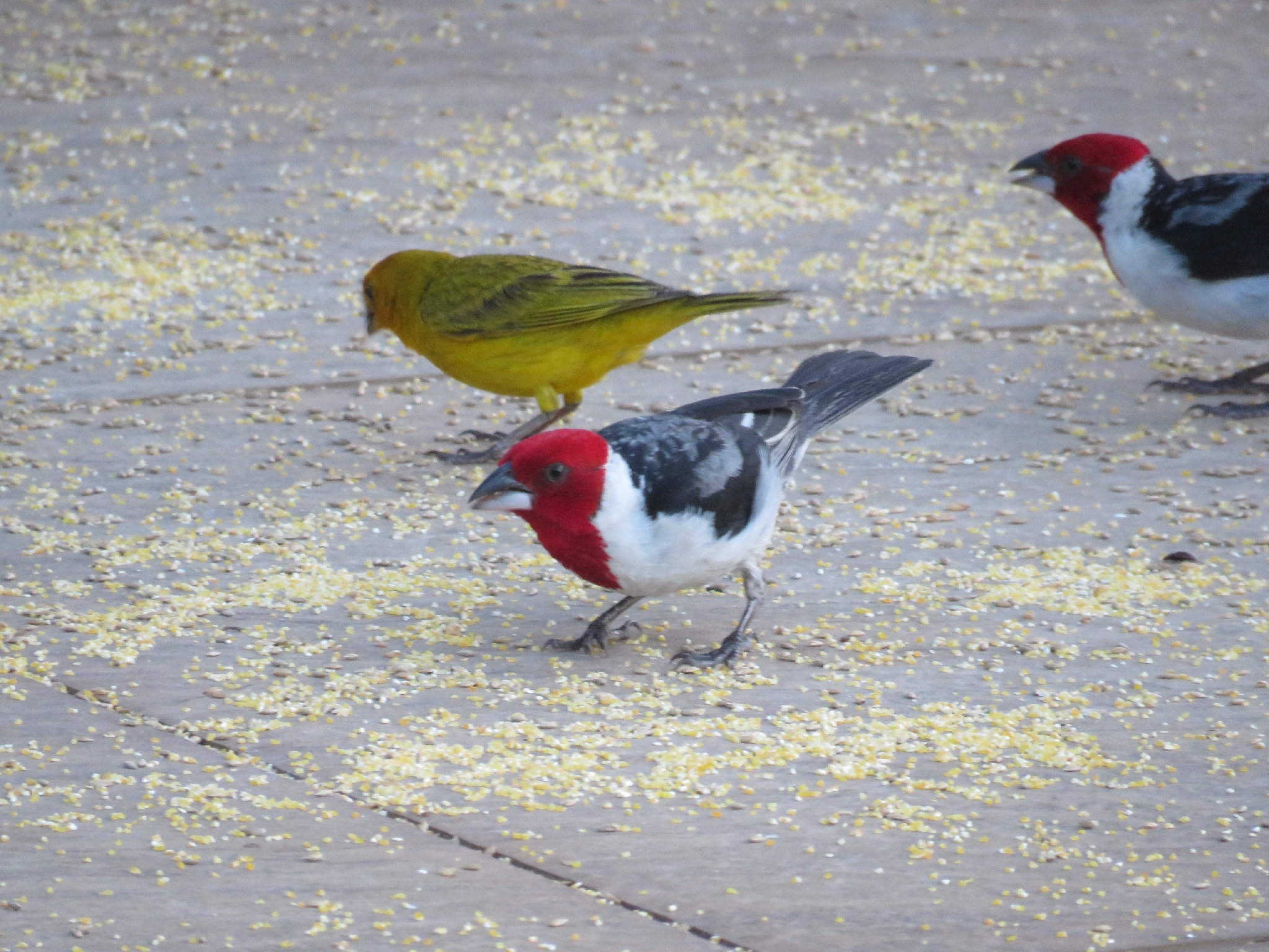 Red-cowled Cardinal (Paroaria dominicana), photo 1