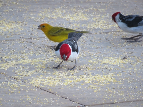 Red-cowled Cardinal (Paroaria dominicana), photo 2