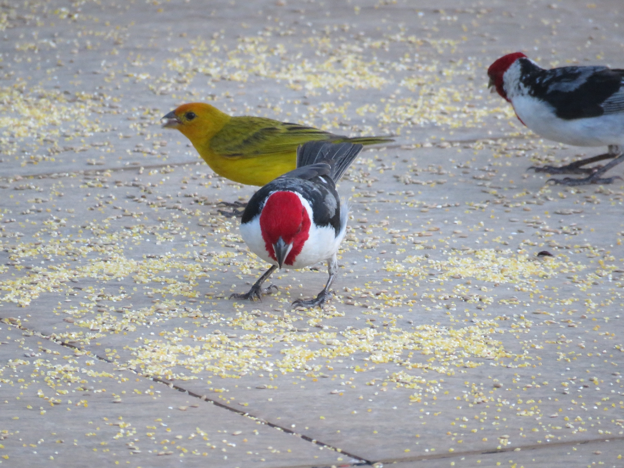 Red-cowled Cardinal (Paroaria dominicana), photo 2
