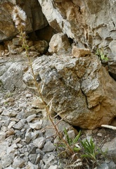 Ptilostemon casabonae