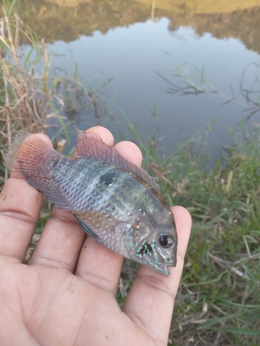 Platinum acara (Andinoacara latifrons) — Cichlidae
