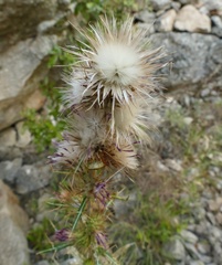 Ptilostemon casabonae