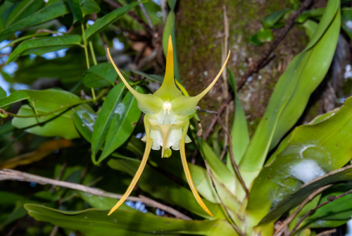 Aeranthes grandiflora Lindl. 3