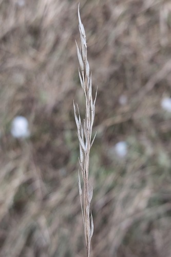 Upright Brome (Bromus erectus)