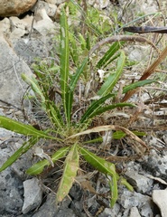 Ptilostemon casabonae
