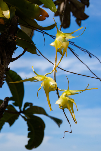 Aeranthes grandiflora Lindl. 4