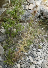 Ptilostemon casabonae