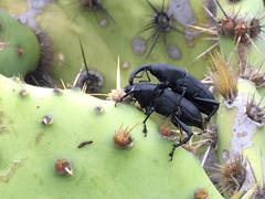 Cactophagus spinolae validus