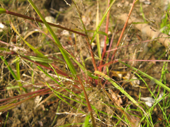 Eragrostis amurensis