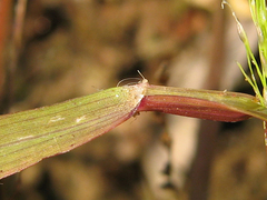 Eragrostis amurensis