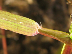 Eragrostis amurensis