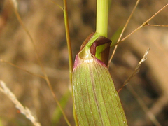 Eragrostis amurensis