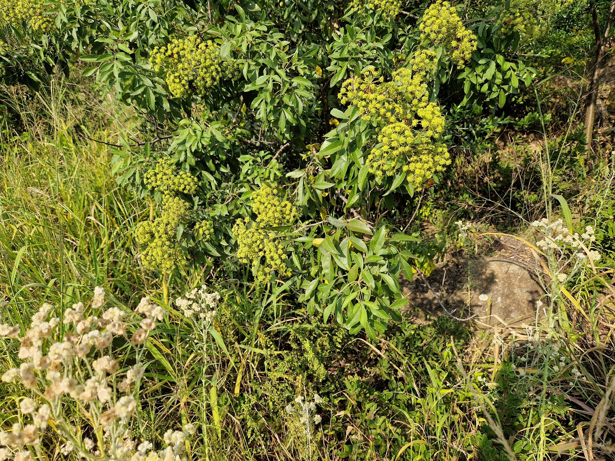 Imagem de Heteromorpha arborescens