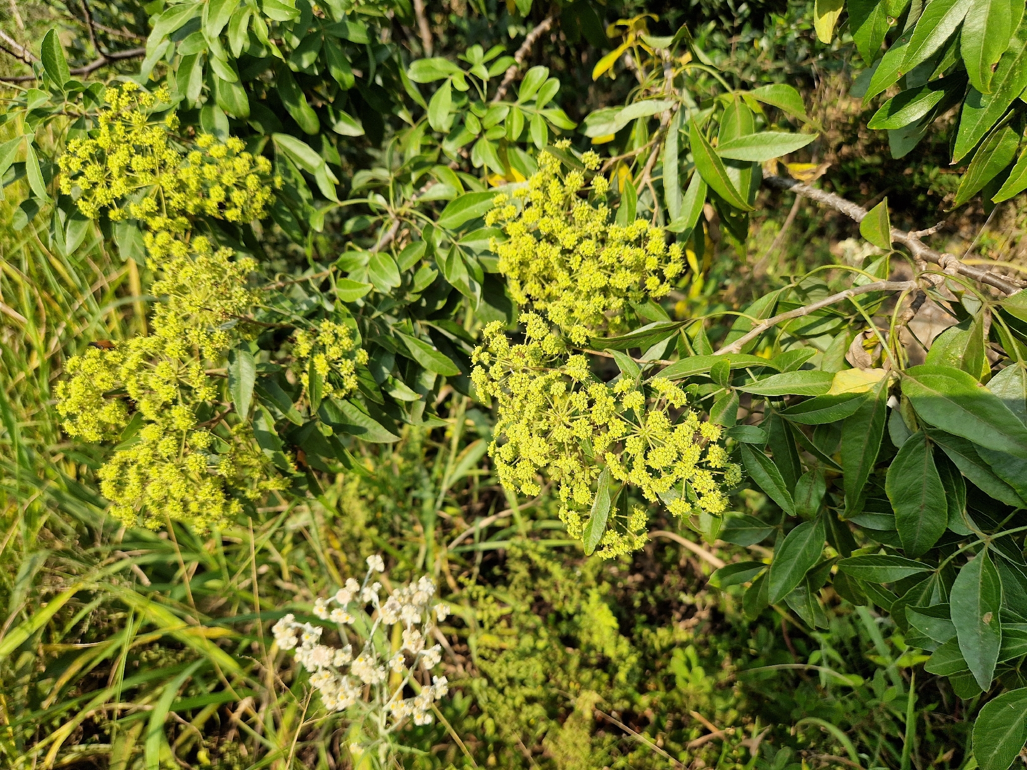 Imagem de Heteromorpha arborescens