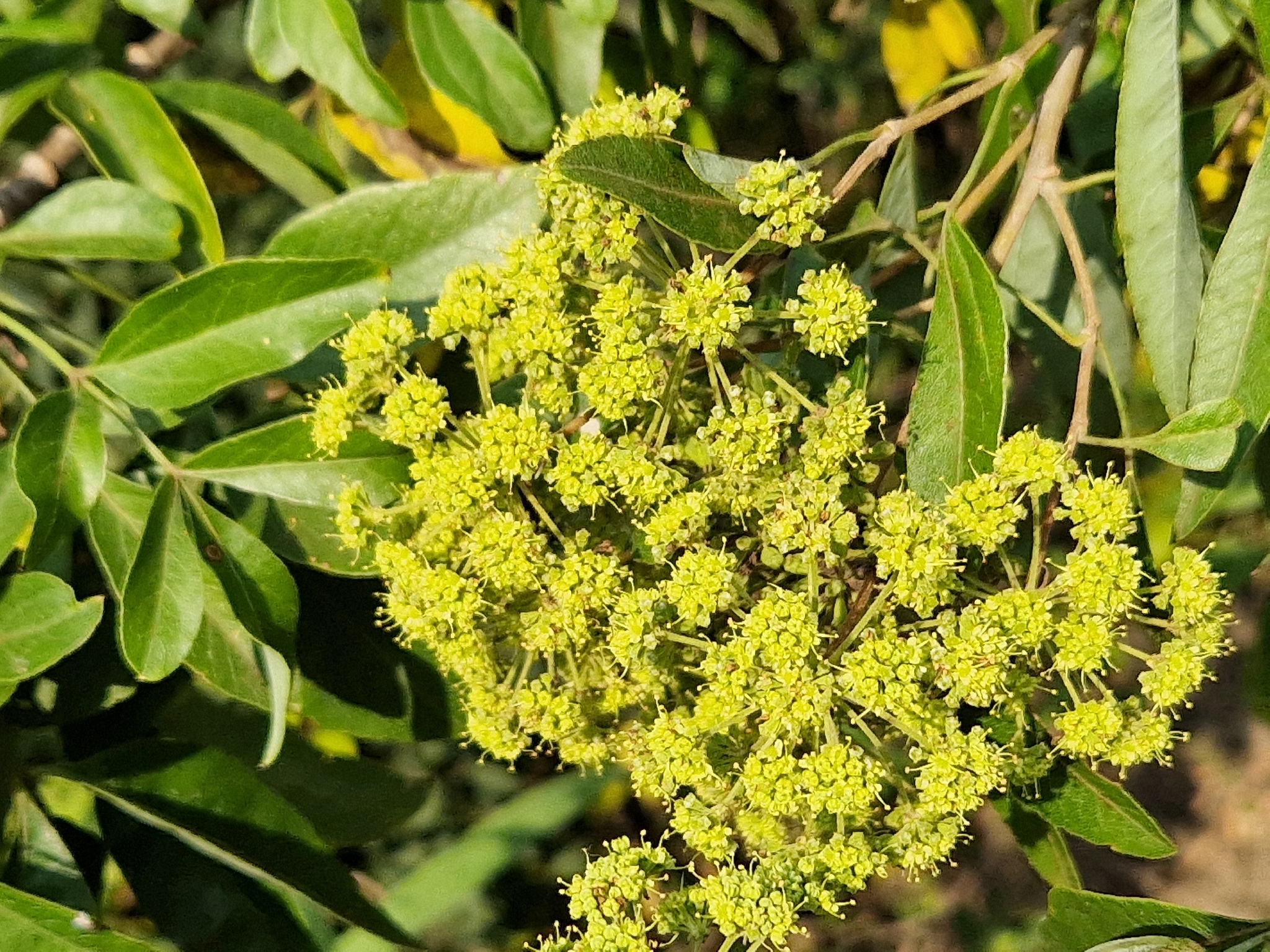 Imagem de Heteromorpha arborescens