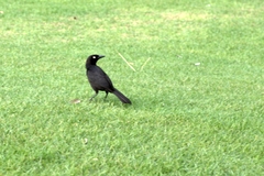Quiscalus lugubris