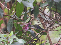 Lampornis viridipallens