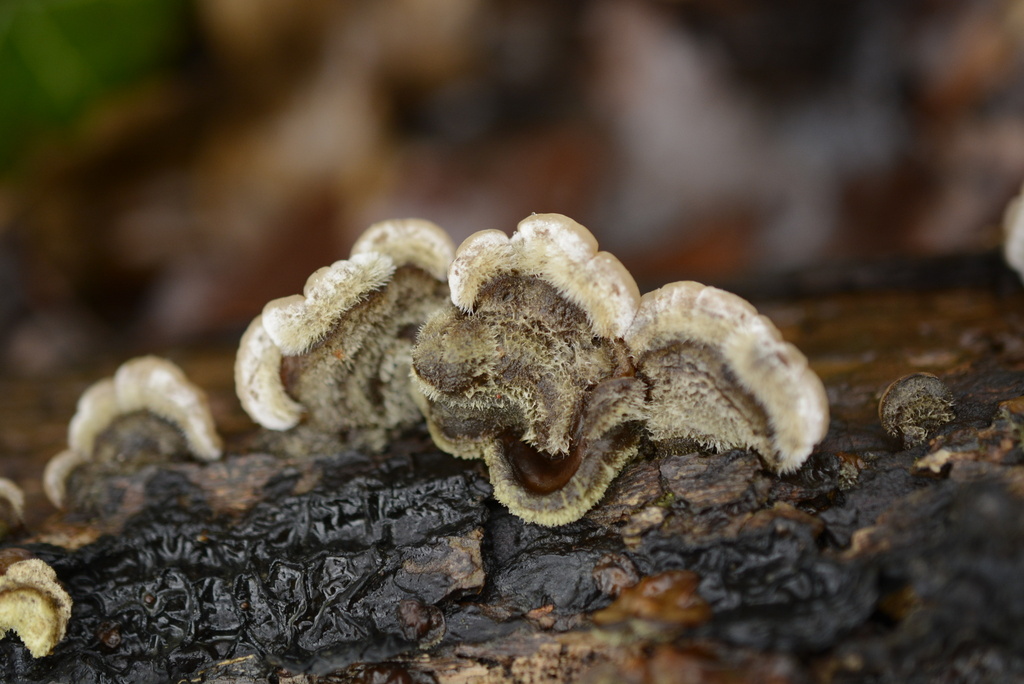Auricularia mesenterica · January 2026 · photo: © cryptomarasmius (iNaturalist, cc-by)