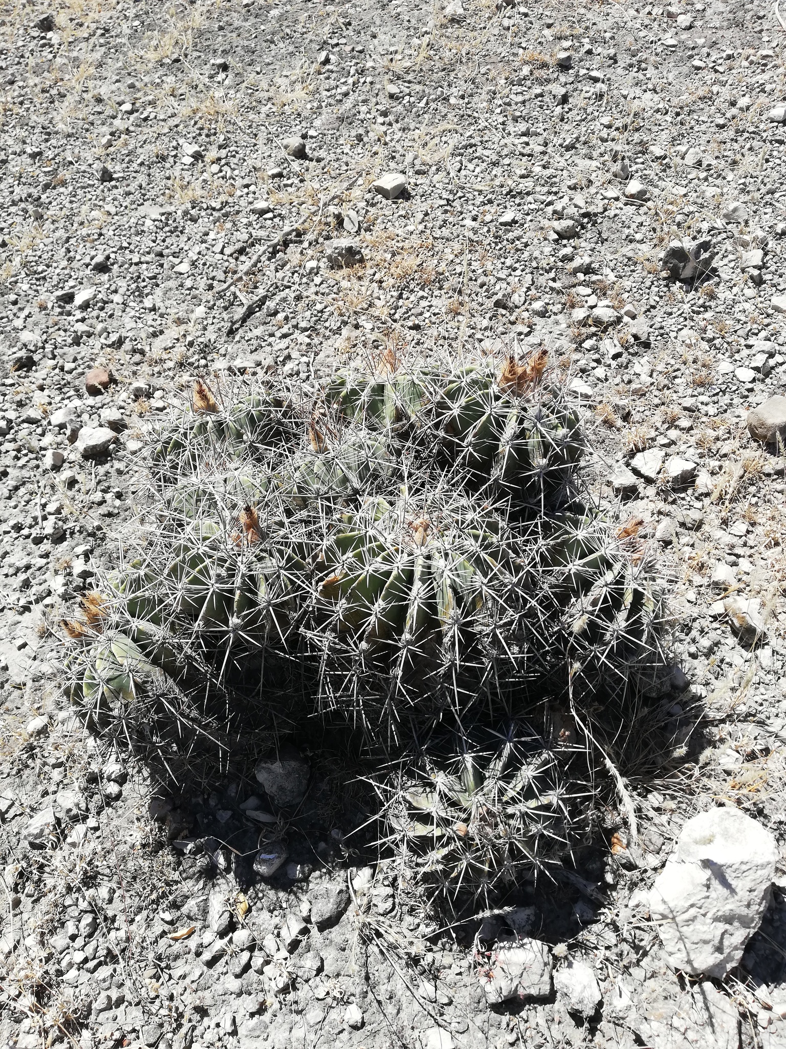 Parrycactus flavovirens