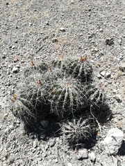 Ferocactus flavovirens
