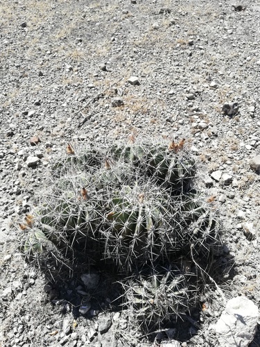 Parrycactus flavovirens