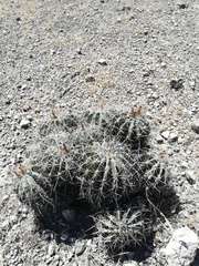 Ferocactus flavovirens