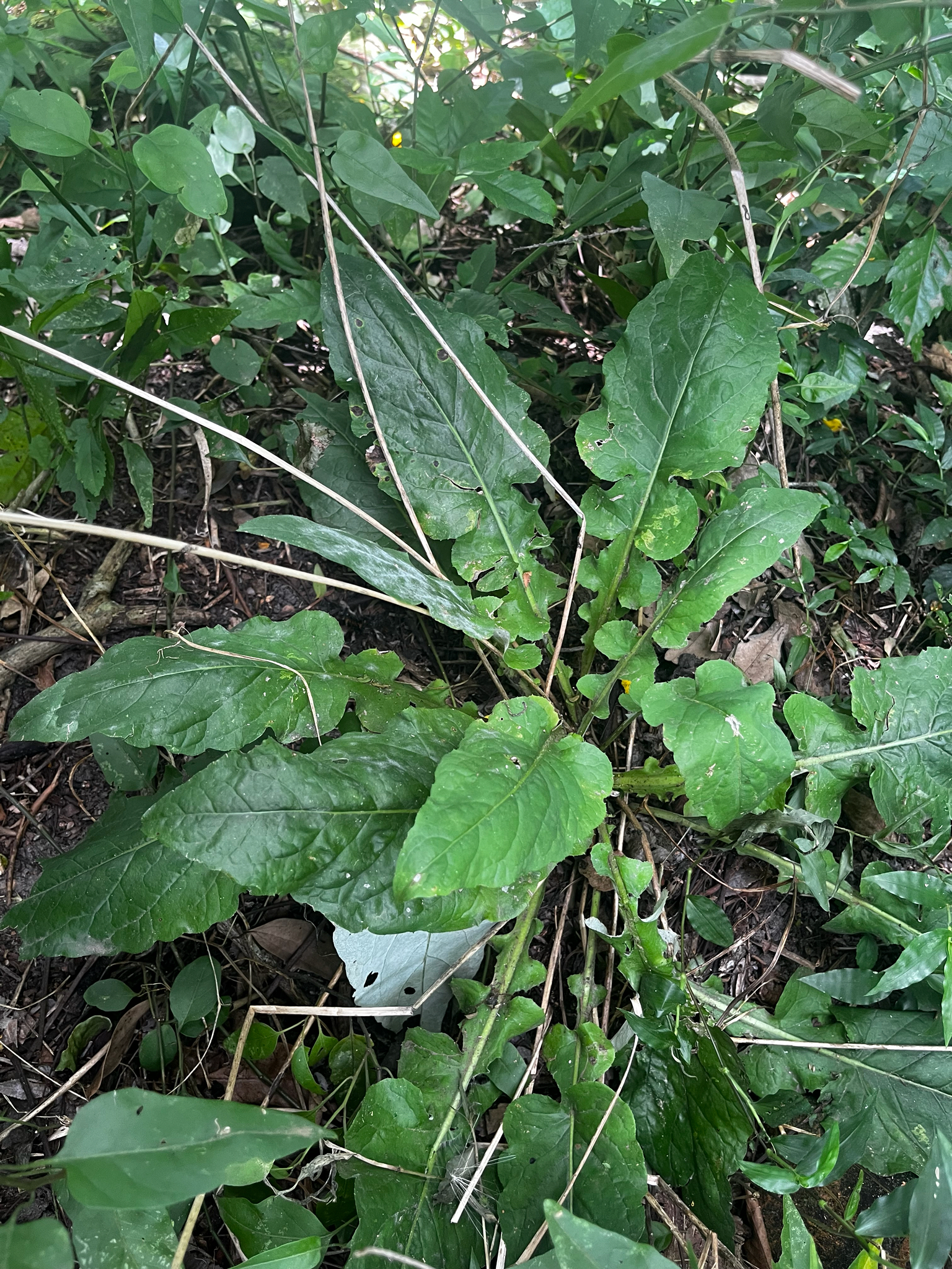 Heal And Draw (Chaptalia nutans)