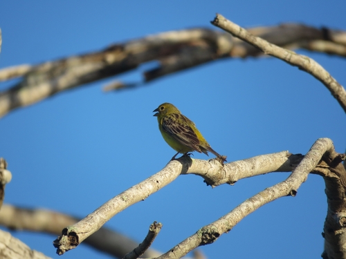 Grassland Yellow Finch (Sicalis luteola), photo 4