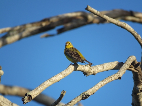 Grassland Yellow Finch (Sicalis luteola), photo 5
