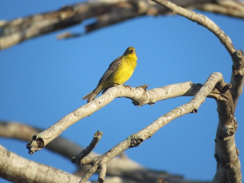 Grassland Yellow Finch (Sicalis luteola), photo 9