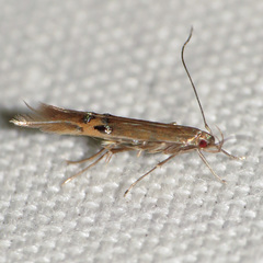 Cosmopterix fernaldella