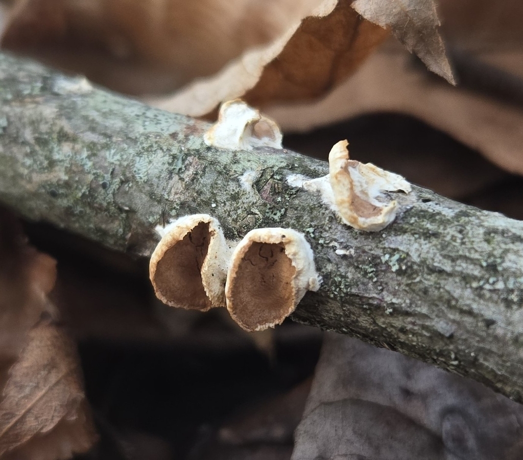 Scytinostroma artocreas · January 2026 · photo: © benfungi (iNaturalist, cc-by)