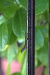 Anolis extremus