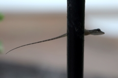 Anolis extremus