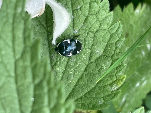 Rambur's pied shieldbug, Bekesbourne Street, London, England, GB, photo 5 of 10