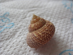 Maurea punctulata
