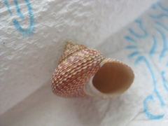 Maurea punctulata